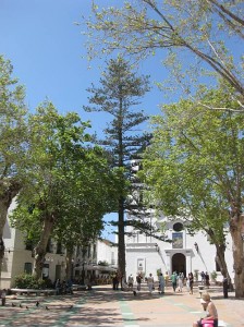 Norfolk Island Pine