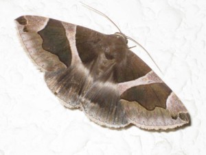 moth2