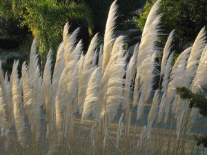 breeze