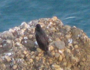 bird2dec11