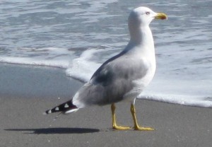 Gull