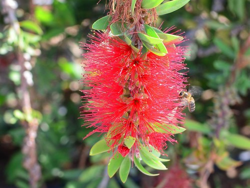 Bottlebrush