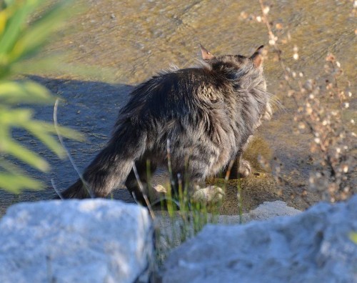 Feral cat