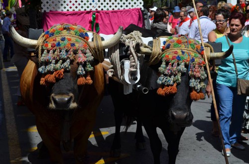 San Isidro Nerja 2014