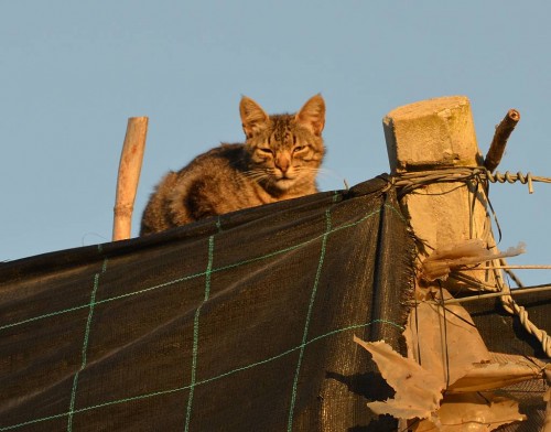 Cat, Nerja