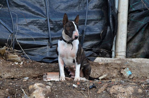 dog, Nerja