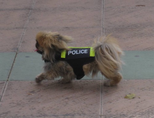 dog,Nerja