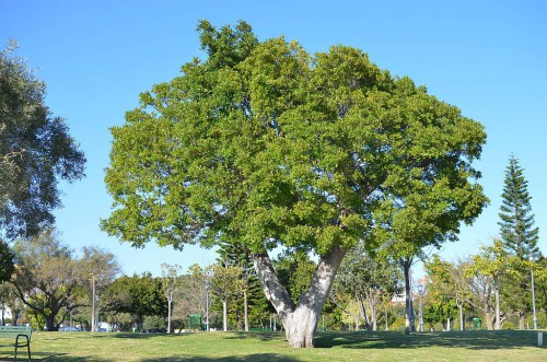 Parque La Bateria, Torremolinos