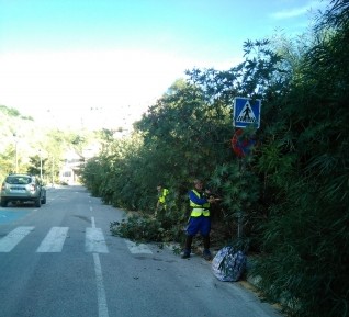 Nerja Street Pruning