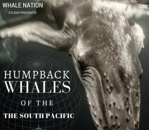 Humpback Whales Exhibit