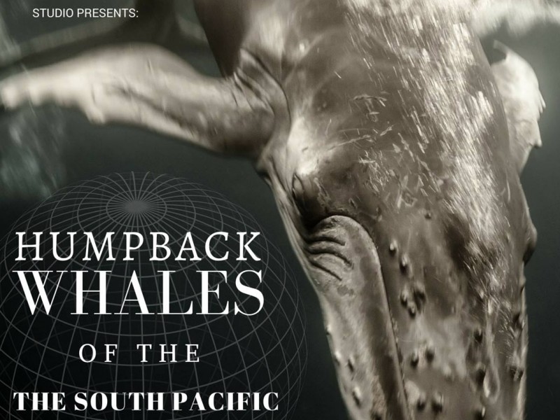 Humpback Whales Exhibit