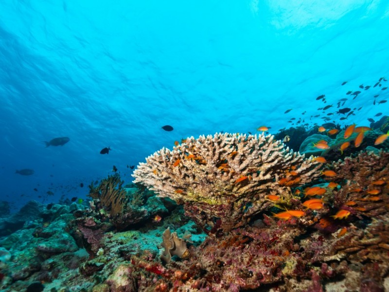 Nerja marine life, Nerja diving