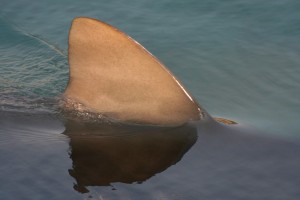 sharks in mediterranean, Shark in Fuengirola