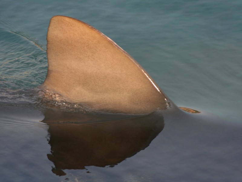 sharks in mediterranean, Shark in Fuengirola