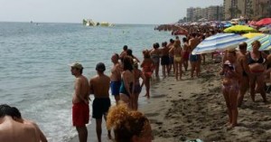 mediterranean sharks, shark near fuengirola beach