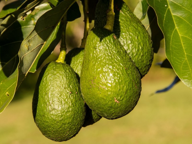 Avocados growing in Nerja