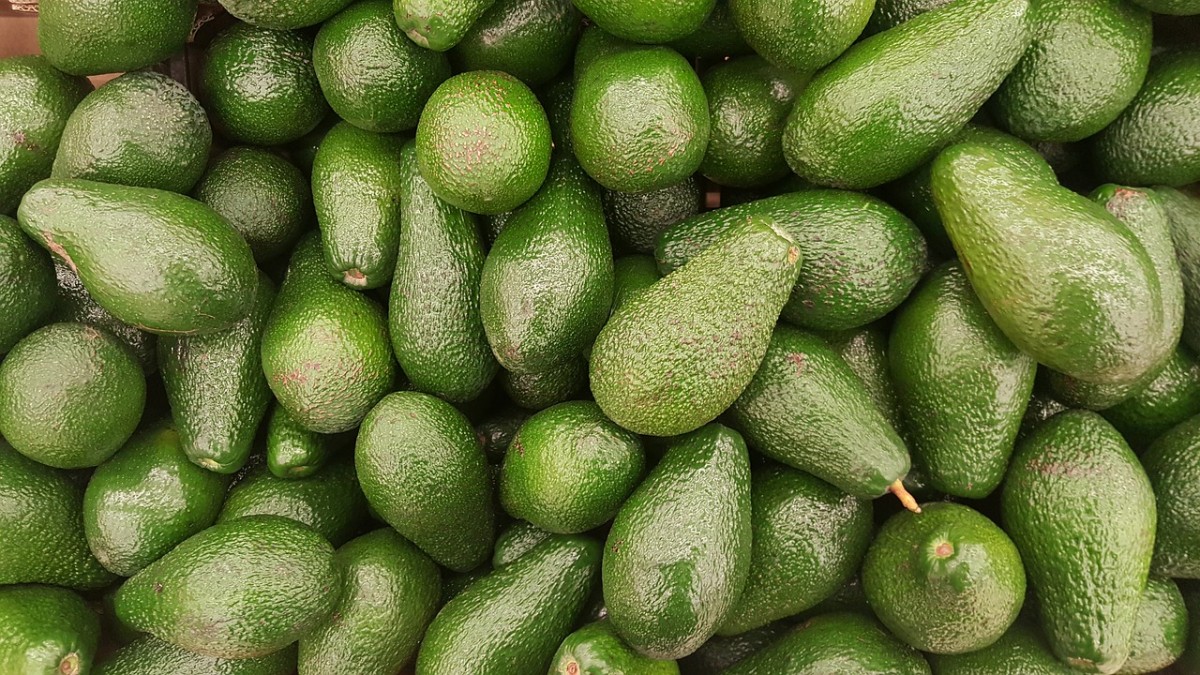 cheap avocados in Spain