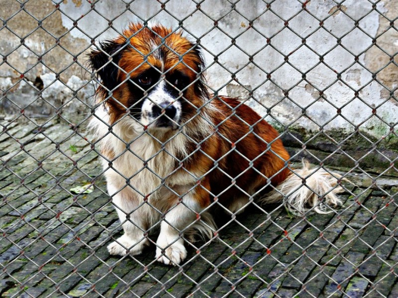 abandoned stray dogs nerja