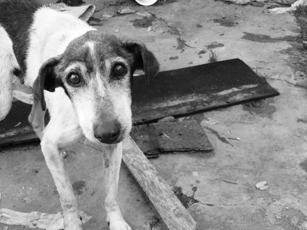 abandoned stray dogs nerja