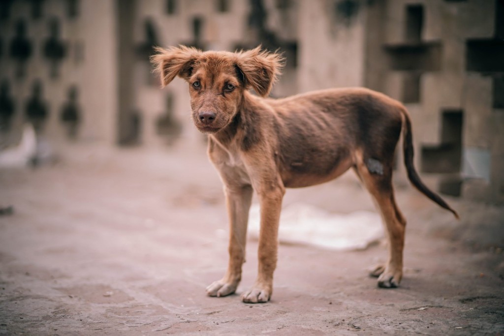 stray dogs in nerja