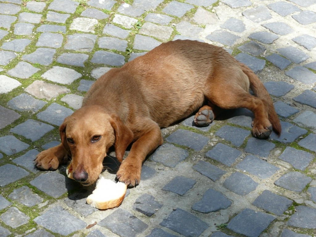 abandoned stray dogs nerja