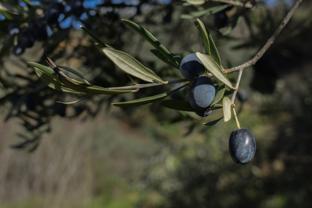 Olives for sale Nerja
