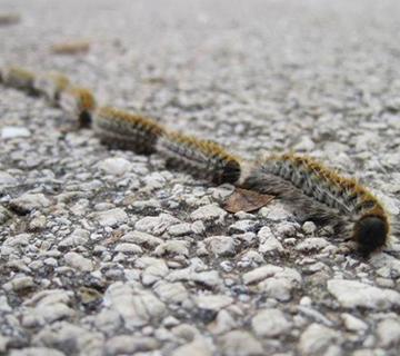 Processionary caterpillars Nerja dangerous