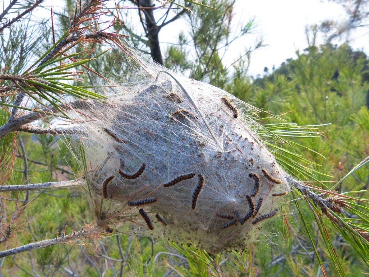 processionary caterpillars nest Nerja