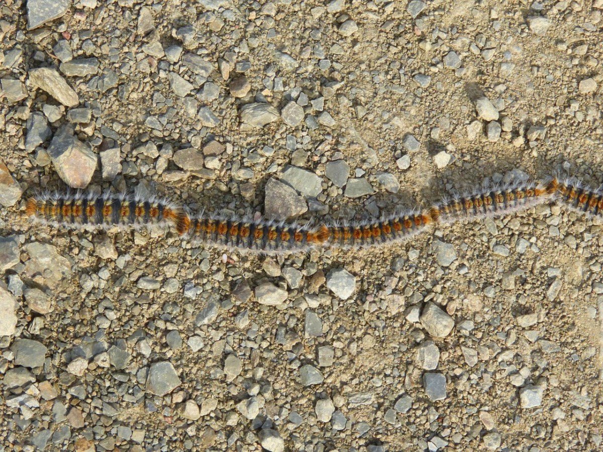 Poisonous caterpillar in Nerja