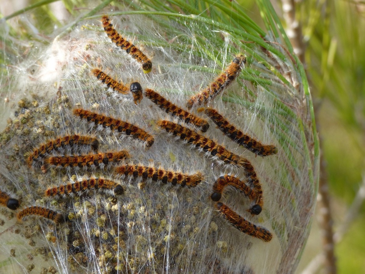 Processionary caterpillars spain