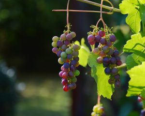 spanish grapes red wine