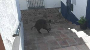 wild boar in Torrox