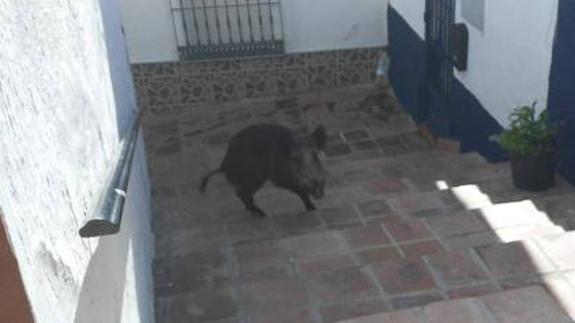 wild boar in Torrox