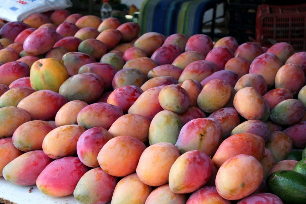 mangoes Andalusia Spain