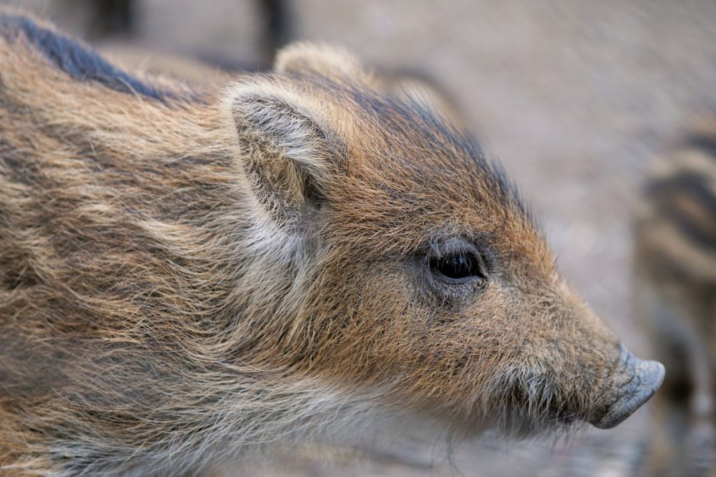 wild boar piglet Cost Del Sol