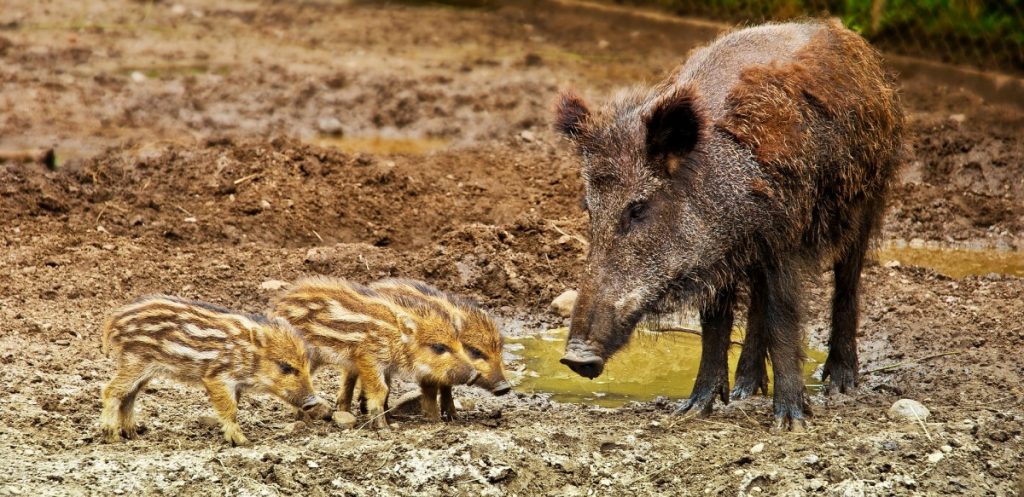 wild boar with babies Spain
