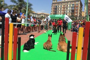 Malaga-dog-party