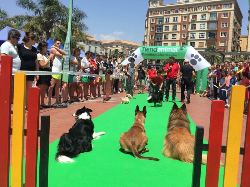 Malaga-dog-party