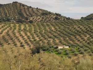 ndalucia-spain-olive-groves