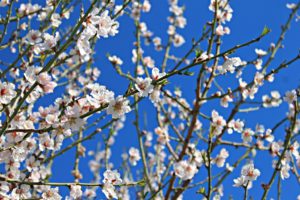 almond tree