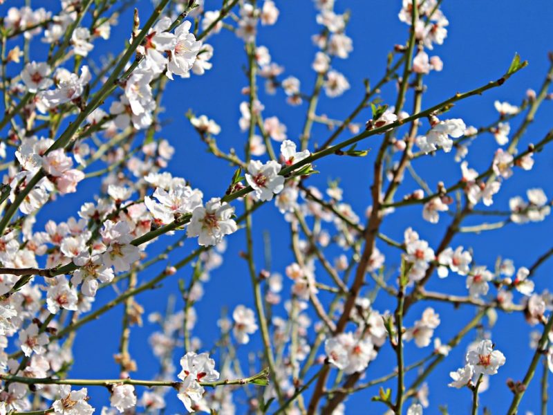 almond tree