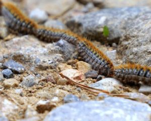 Processionary caterpillars Nerja