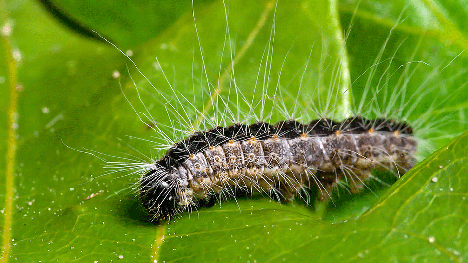 Beware- Early arrival of pine processionary caterpillars Nerja