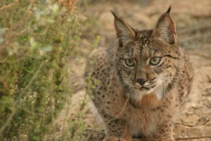 Iberian_Lynx_cub_17