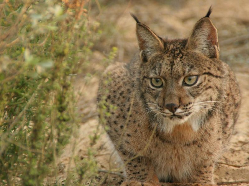 Iberian_Lynx_cub_17