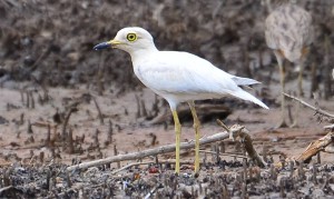 Albino Thick-knee