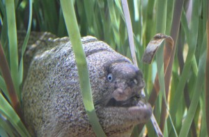 Almuñecar Aquarium