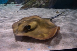 Almuñecar Aquarium