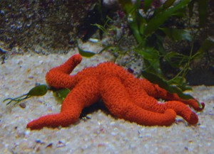 Almuñecar Aquarium