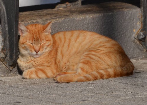 cat Nerja